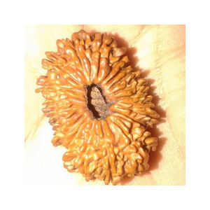 Rudraksha Gems édition collector du Népal, 21 faces/Mukhi, brun, NP - Product Image 1