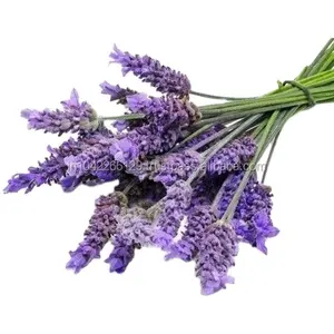 Minyak Esensial Lavender (LAVENDULA ANGUSTIFOLIA ) - 100% Minyak Aromatik Murni & Alami Kelas Atas Grosir & Ekspor Massal