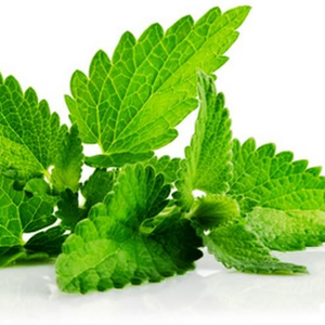 Huile Essentielle Patchouli Pure Biologique - Product Image 3