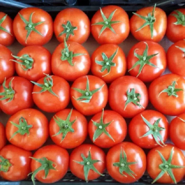 Кубанский дворик помидоры красные. Купить красные помидоры