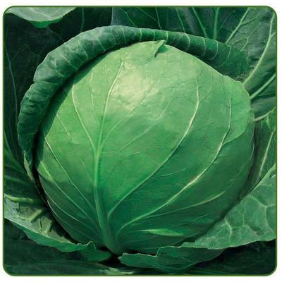 Свежая капуста хорошего качества