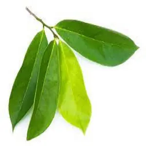 SOURSOP LEAVES GRAVIOLA LEAF HIGH QUALITY