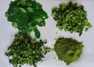 Feuille de Moringa couleur de Moringa oliera, bon marché - Product Image 4