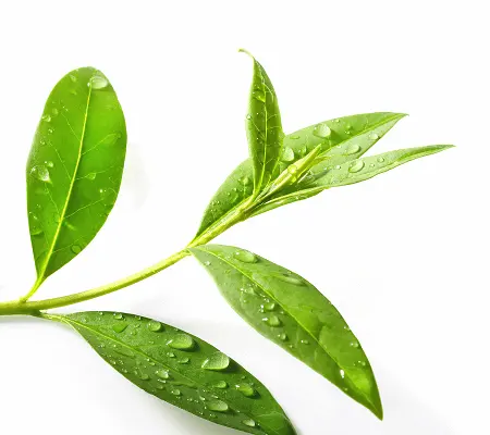 Obter óleo essencial puro e orgânico certificado para árvore de chá, para grau medicinal com msds com certificado