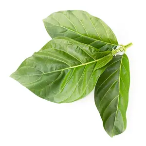 Fördern Sie allgemeine Noni-Blätter-Morinda citri folia Leaf High Quality von Vietnam Supplier
