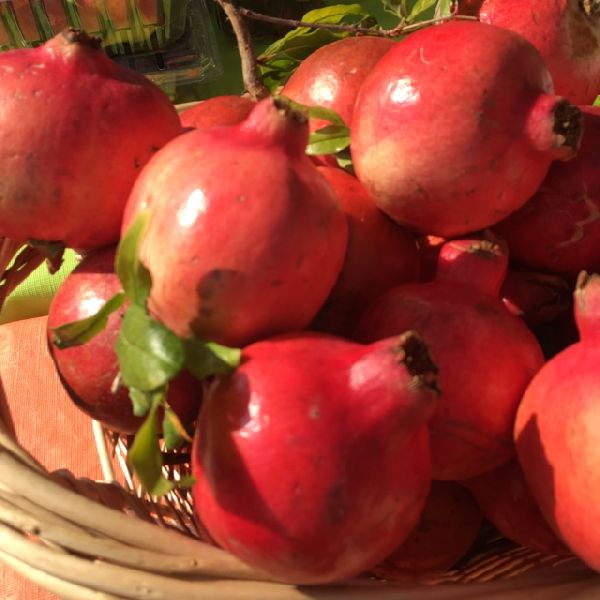 Fresh Pomegranate / Pomegranate Fruit / Pomegranate Supplier EGYPT