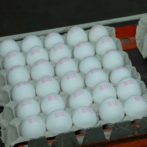 chicken broiler eggs for sale - Product Image 1