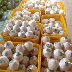 NOIX DE COCO DIAMANT FRAIS DU VIET NAM/HAUTE QUALITÉ - Product Image 4