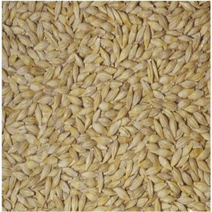 High Quality Barley Grain Seeds <strong>Protein</strong>-<strong>Filled</strong> Food for Animal &amp; Human Feed for Dogs Pigs Cattle Horses Packaged in Bags