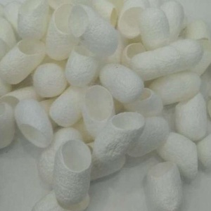 Vers à Soie 100% Naturels pour les Soins de la Peau et Cocon de Soie Coupé - Product Image 2