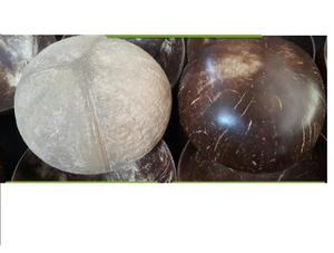 กะลามะพร้าวชามในเวียดนาม2024 - Product Image 4