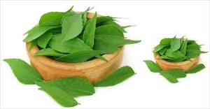 Janvi Herbs Exporter's Organic Curry Leaf Essential oil Natural Aroma for Hair Huiles & Ayurvedic Use Pure Liquid From Peel - Product Image 4