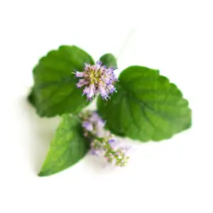 100% Pure Plants Extracts Patchouli Essential Oil Professional Supplier in India