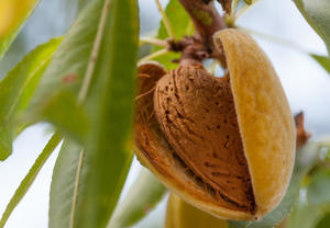 Aceite de Almendra Dulce Orgánico 100% Puro y Natural de Alta Calidad para Piel y Cabello Proveedores Al por Mayor - Product Image 4