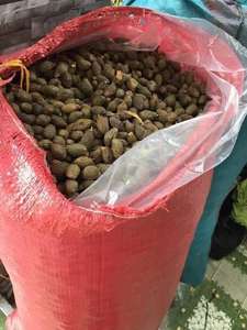 Vietnam Pang Da Hai/Nuez de Malva/Scaphium Macropodum (WS: 0084987731263) - Product Image 6