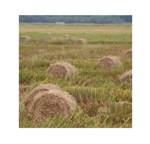 Dried Rice Paddy <b>Straw</b> <b>Bales</b> for Sales - Product Image 1
