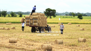 Dried Rice Paddy <b>Straw</b> <b>Bales</b> for Sales - Product Image 6