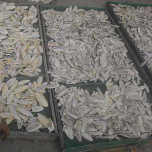 En vrac Seiche Os-Os de seiche Propre à vendre - Product Image 6