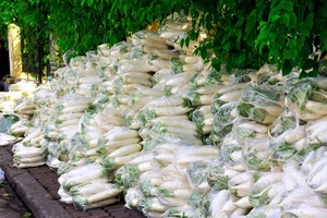 RADIS BLANC FRAIS DU VIET NAM - Product Image 5