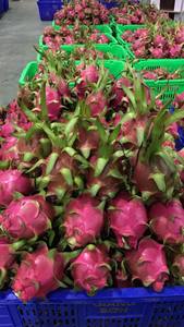 Fruta del Dragón de alta calidad estilo fresco precio barato para la exportación - Product Image 6