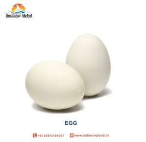 broiler chicken eggs - Product Image 4