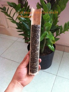 SHAN TUYET TEA/BAMBOO <b>TUBE</b>/ORIGIN FROM VIETNAM - Product Image 2