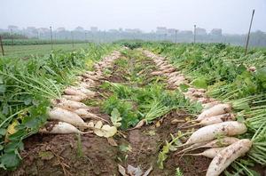 RADICES BLANCAS FRESCAS EN VENTA - Product Image 4