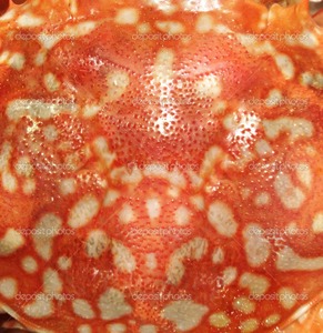 SE VENDE CONCHA DE CANGREJO SECA 2021 - Product Image 4