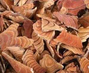 CAULIS SARGENTODOXAE SARGENTGLORYVINE STEM Produit agricole à bas prix pour une utilisation en vacances - Product Image 4