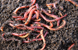 ABONO ORGÁNICO-PURE EARTHWORM/vacaciones 2024 - Product Image 3