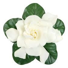 Vente en gros en vrac d'huile essentielle de gardénia naturelle pure huile florale liquide pour cosmétiques savon bougie marque privée approvisionnement OEM - Product Image 4