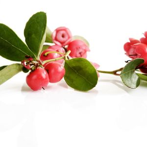 Aceite Esencial de Wintergreen y Árbol de Té, Perfume, Jabón, Esencia para el Cuidado de la Piel, Materia Prima Cosmética - Product Image 1