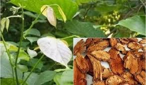 CAULIS SARGENTODOXAE SARGENTGLORYVINE STEM Produit agricole à bas prix pour une utilisation en vacances - Product Image 5