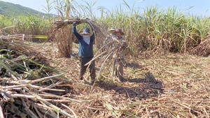 ¡OFERTA CALIENTE PARA TI! BAGAZO DE CAÑA DE VIETNAM PARA ALIMENTACIÓN ANIMAL CON PRECIO COMPETITIVO Y EXPORTACIÓN DE ALTA CALIDAD - Product Image 5