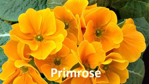 ที่มีคุณภาพที่ดีที่สุด100% ธรรมชาติเย็นพริมโรสน้ำมัน - Product Image 3