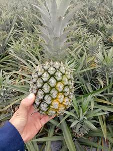 Organic <b>Pineapple</b> with Best Price From Vietnam Standard Export Ready to Ship Holiday - Product Image 4