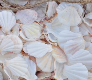 มิราเคิลหอยเชลล์เชลล์ผง/จากเวียดนามที่มีคุณภาพสูงและราคาที่ดีที่สุด/MAY + 89 904183651 - Product Image 2