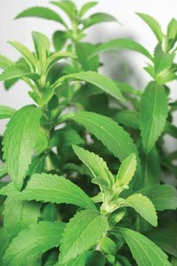 หญ้าหวานผงราคาแห้งจำนวนมากจากเวียดนาม - Product Image 5