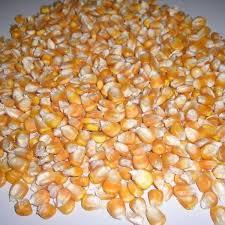 Alimento para Animales, Maíz Amarillo No Transgénico, Grado Premium, Seco, para Alimentación Animal - Product Image 5