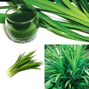 ผงใบเตยบริสุทธิ์100% - Product Image 3