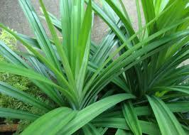 ผงแพนด้าจากเวียดนามราคาถูกและมีคุณภาพสูง - Product Image 6