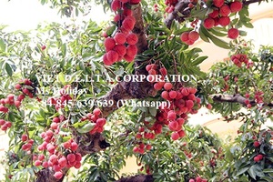 ลิ้นจี่หวานผลไม้สดขายร้อน - Product Image 6