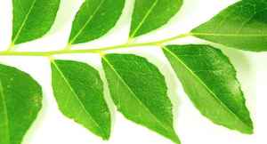 Janvi Herbs Exporter's Organic Curry Leaf Essential oil Natural Aroma for Hair Huiles & Ayurvedic Use Pure Liquid From Peel - Product Image 5