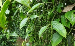 พริกเขียวธรรมชาติสำหรับขาย พร้อมจัดหาพริกเขียวเม็ด - Product Image 2