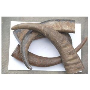 <b>Decorative</b> Horn for Customized Size <b>Cheap</b> Price with Handmade Polished for Hot Sale Product - Product Image 3