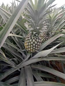 Organic <b>Pineapple</b> with Best Price From Vietnam Standard Export Ready to Ship Holiday - Product Image 5
