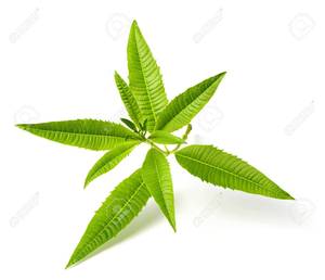 2022 VERBENA para té Cultivo fresco orgánico de alta calidad Viet Nam - Product Image 6
