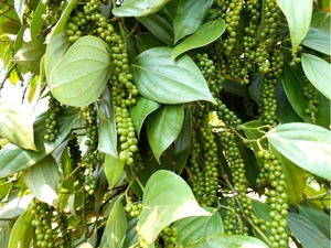Pimiento Verde Fresco de Alta Calidad Cultivado en Vietnam Nueva Cosecha - Product Image 3
