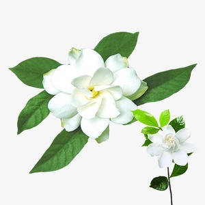 Vente en gros en vrac d'huile essentielle de gardénia naturelle pure huile florale liquide pour cosmétiques savon bougie marque privée approvisionnement OEM - Product Image 6