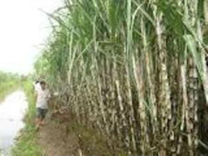 Mélasse de canne à sucre de qualité alimentaire d'origine du Vietnam <span class=keywords><strong>Brix</strong></span> Min 75% fournisseur professionnel d'aliments pour animaux de porc et de poisson - Product Image 6